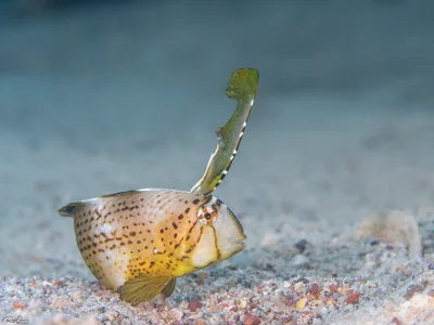Peacock Razorfish - Juvenile - Iniistius pavo