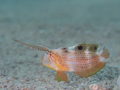 Peacock Razorfish - Juvenile - Iniistius pavo