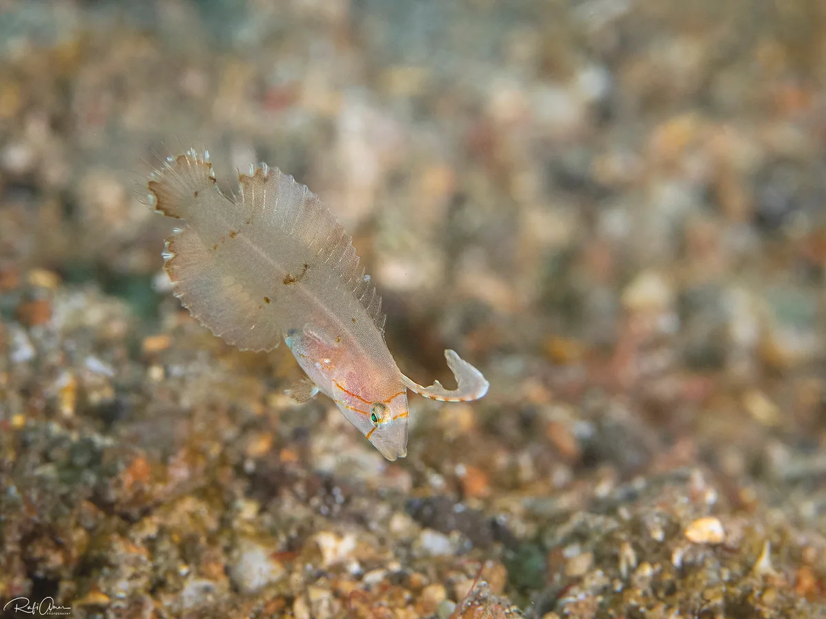 Peacock Razorfish - Juvenile - Iniistius pavo