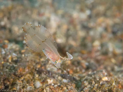 Peacock Razorfish - Juvenile - Iniistius pavo