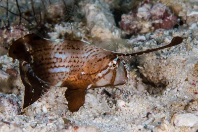 Peacock razorfish, juvenile - Iniistius pavo