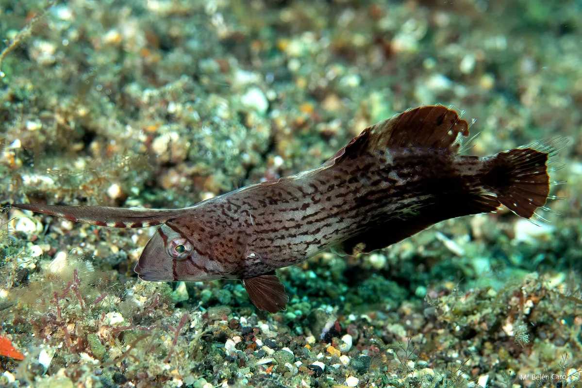 Iniistius pavo juvenile