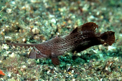 Iniistius pavo juvenile