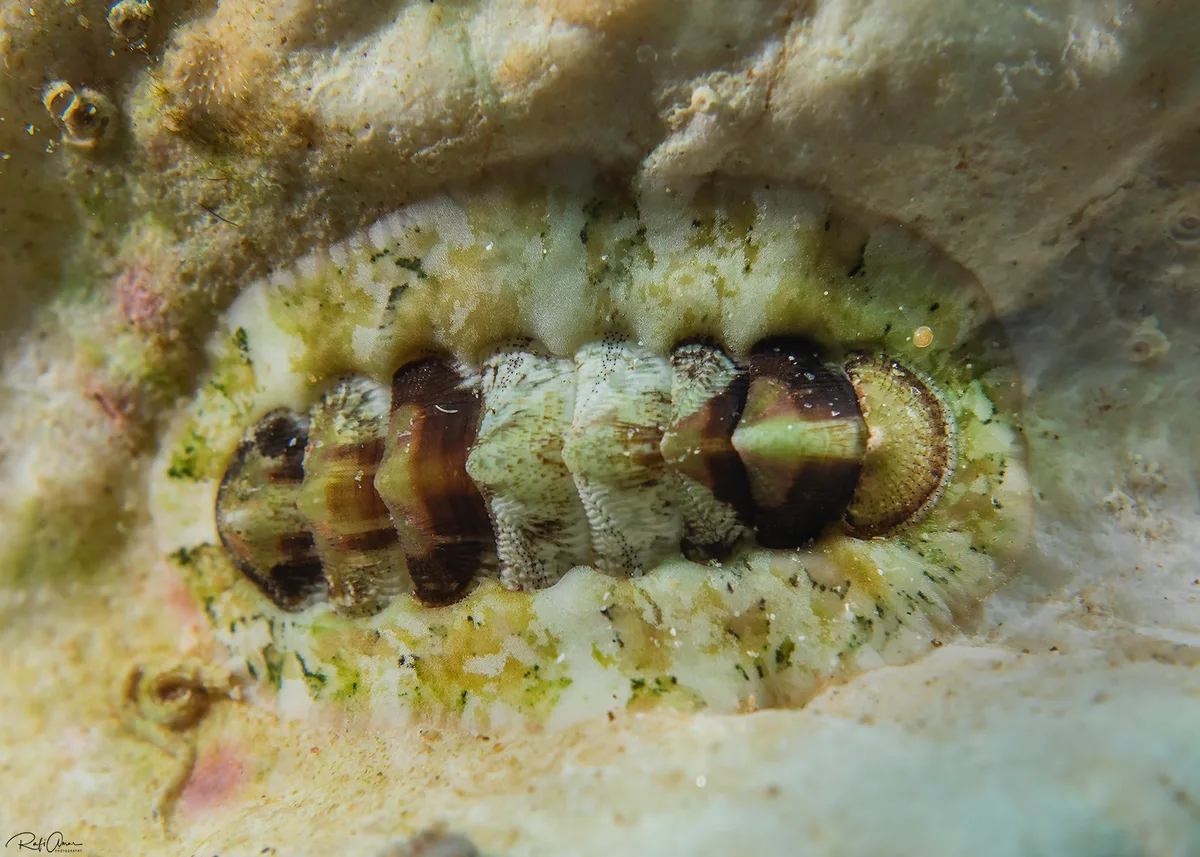 Lucilina sueziensis