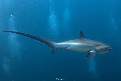 Pelagic Thresher Shark