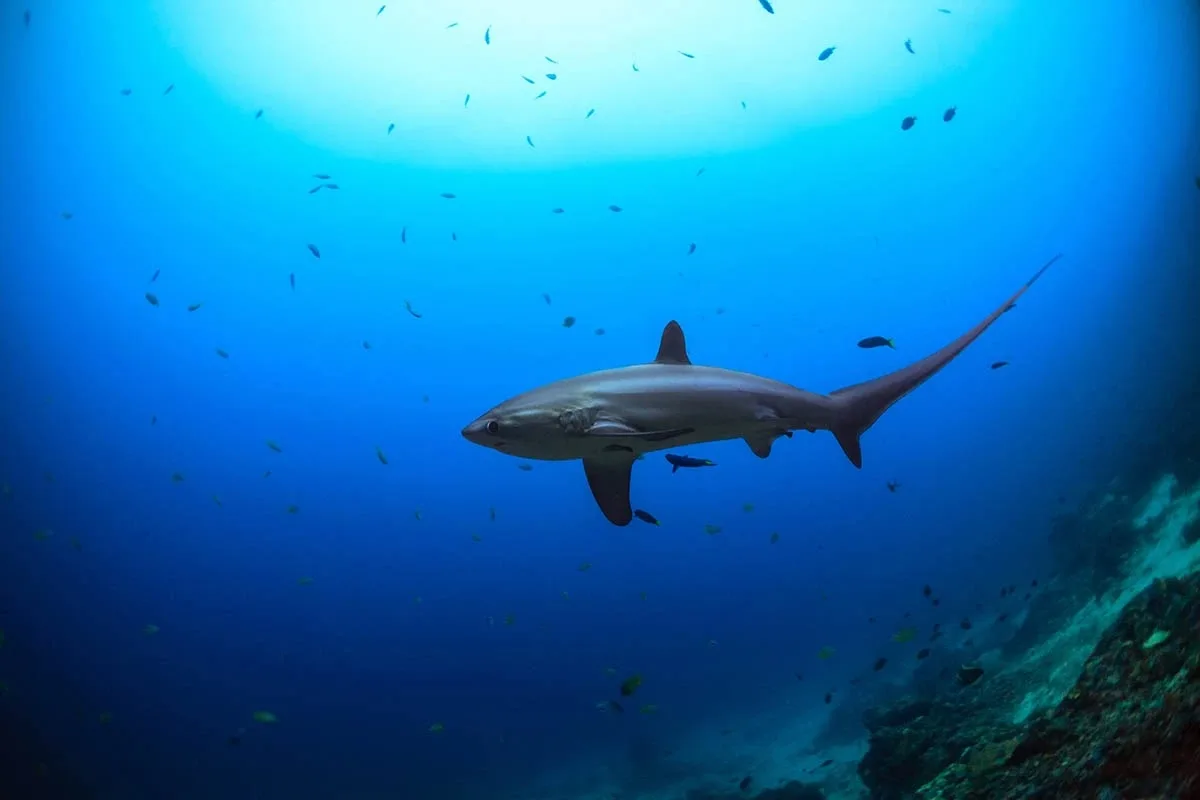 Pelagic Thresher Shark