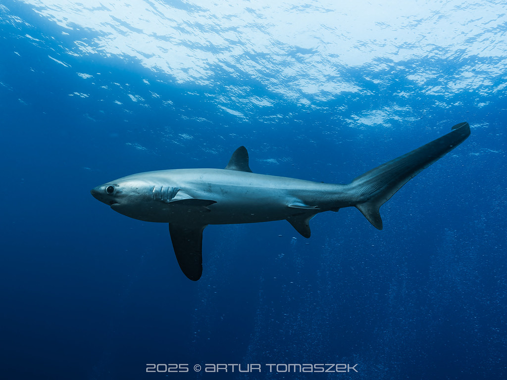 Alopias pelagicus
