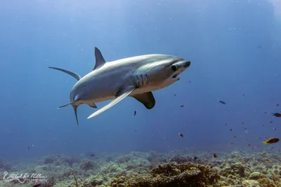 Alopias pelagicus (Pelagic Thresher Shark)