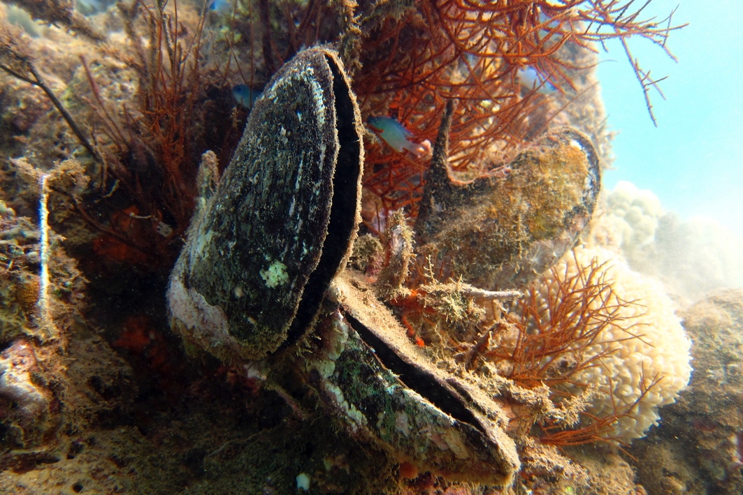Pteria penguin - Pamandzi, Mayotte