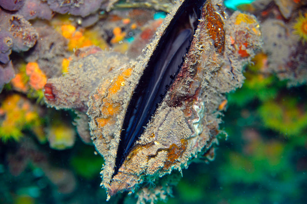 Pteria penguin - Pamandzi, Mayotte