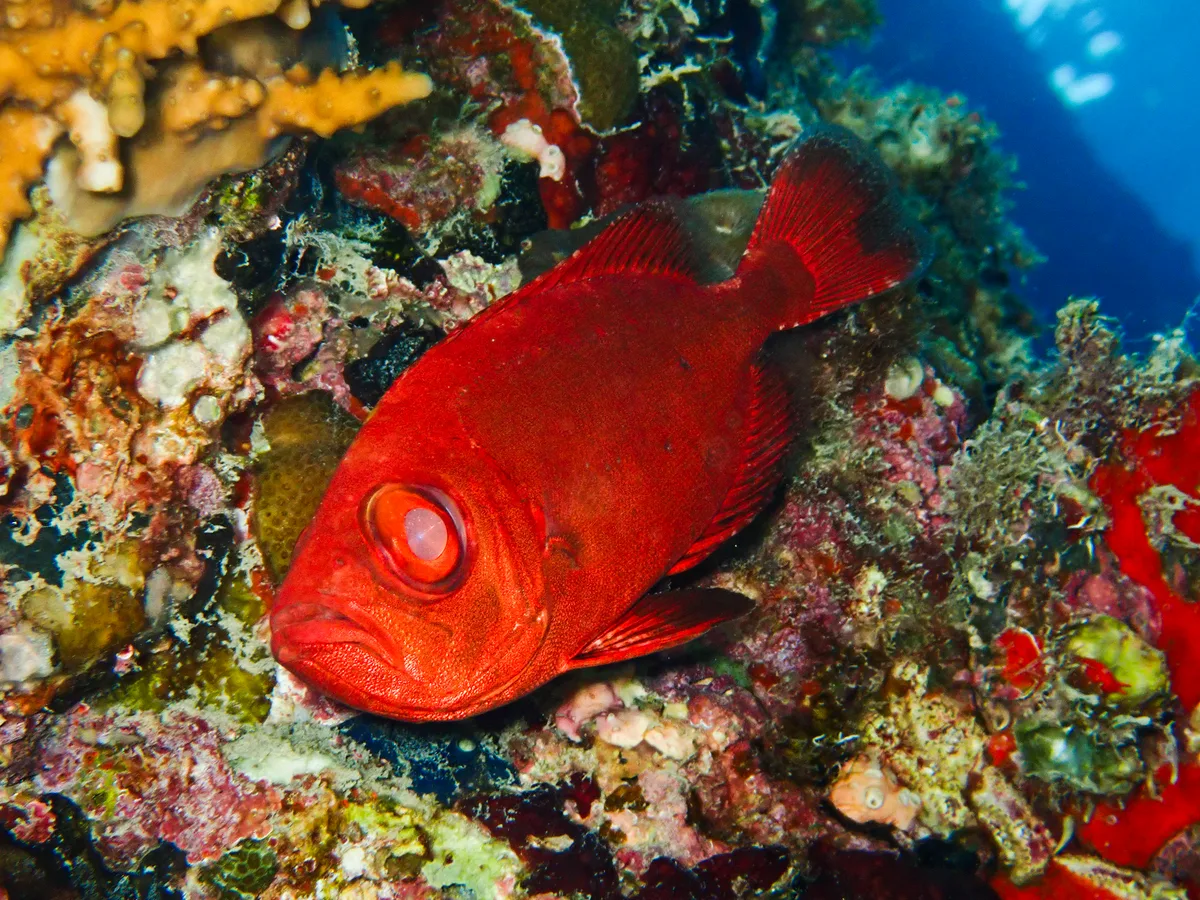 Peony Bigeye