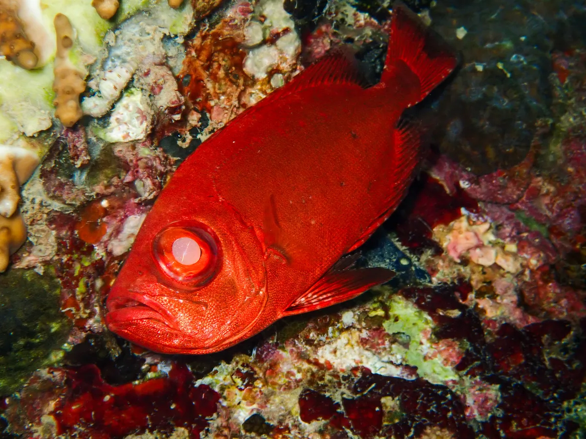 Peony Bigeye