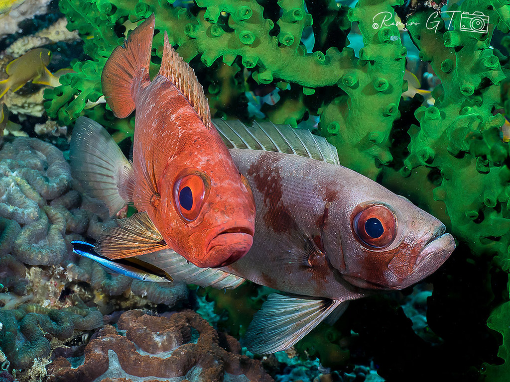 Bloch's bigeye (priacanthus blochii)