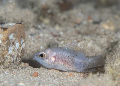 Fowleria variegata - Variegated Cardinalfish