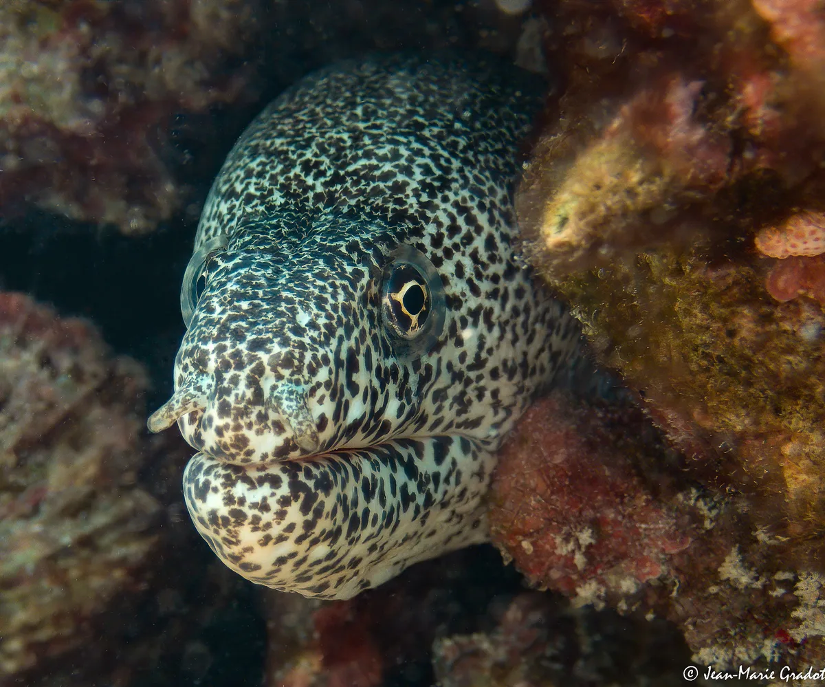 Gymnothorax pictus