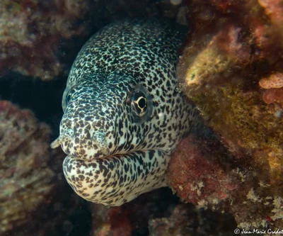 Gymnothorax pictus