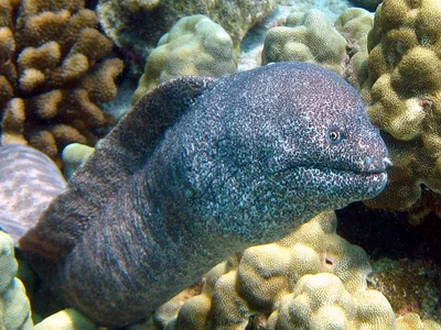 Gymnothorax pictus