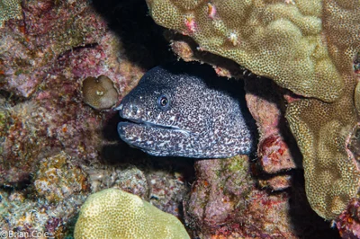 Peppered Moray (Gymnothorax pictus)