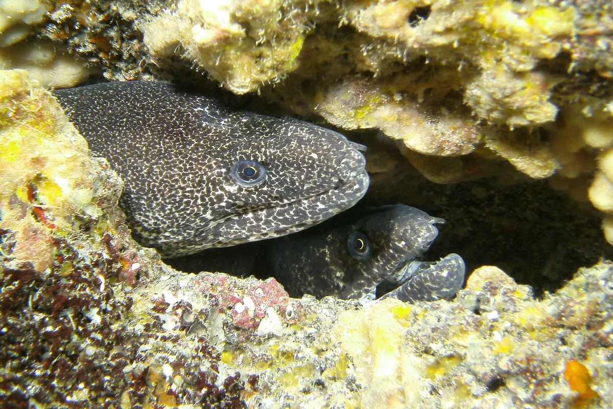 morays together