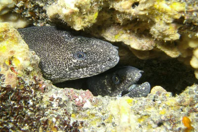 morays together