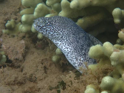 Gymnothorax pictus - M'tsangamouji, YT