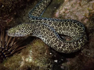 Gymnothorax pictus - 台灣澎湖縣望安鄉