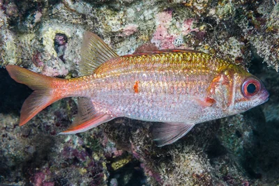 Speckled squirrelfish - Sargocentron punctatissimum