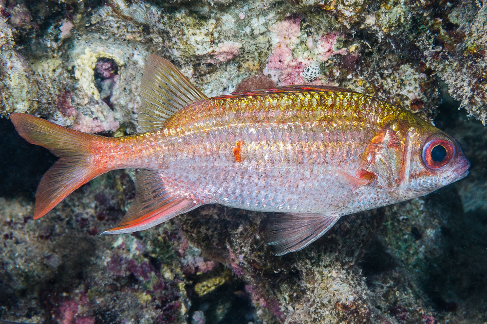 Speckled squirrelfish - Sargocentron punctatissimum
