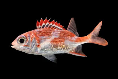 Sargocentron punctatissimum - South Pacific Ocean, French Polynesia, PF