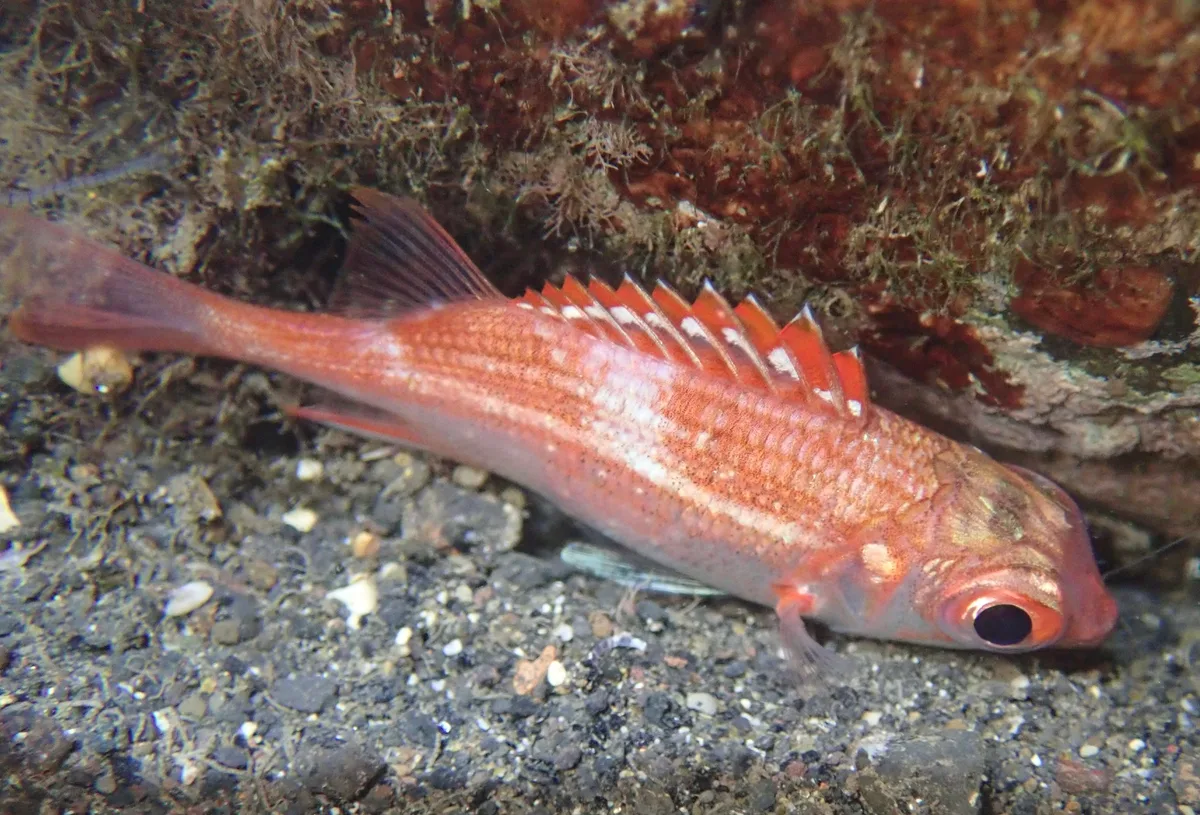 Sargocentron punctatissimum - Māhina, French Polynesia