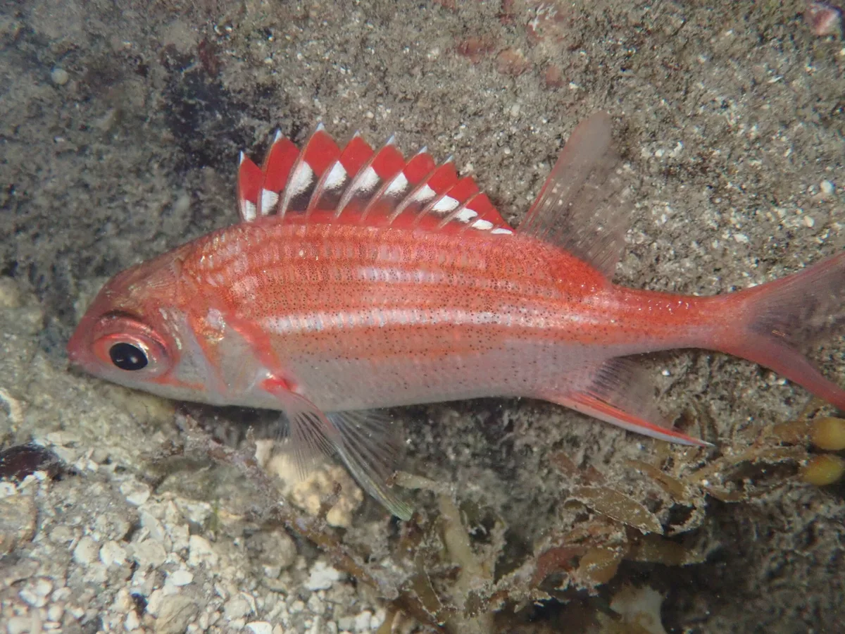 Sargocentron punctatissimum - Windward Islands, French Polynesia