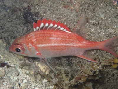 Sargocentron punctatissimum - Windward Islands, French Polynesia