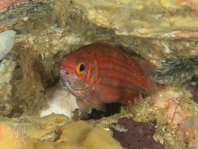 Sargocentron punctatissimum - South Solitary Island, New South Wales, Australia