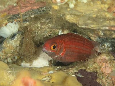 Sargocentron punctatissimum - South Solitary Island, New South Wales, Australia