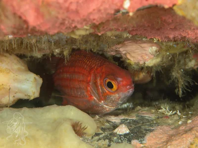 Sargocentron punctatissimum - South Solitary Island, New South Wales, Australia