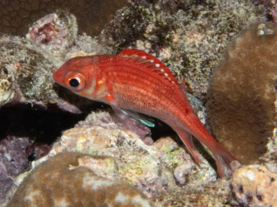 Sargocentron punctatissimum - Tinian, CNMI