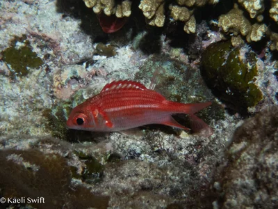 Sargocentron punctatissimum - Tachogna Beach, Tinian, CNMI