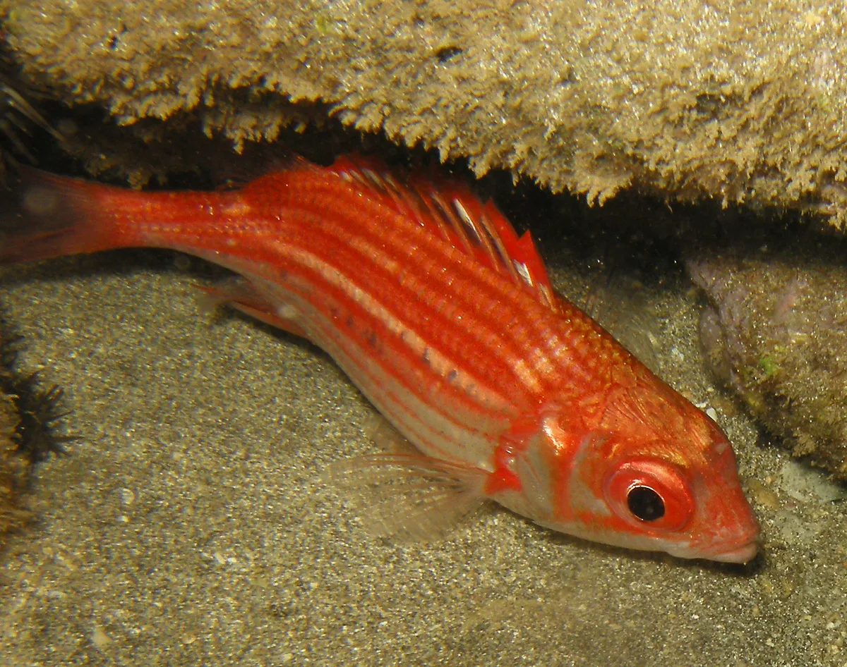 Sargocentron punctatissimum - Maui County, HI, USA