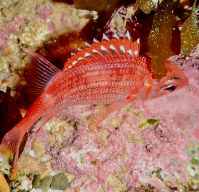 Sargocentron punctatissimum - Serenity Bay, Emerald Beach, NSW, AU