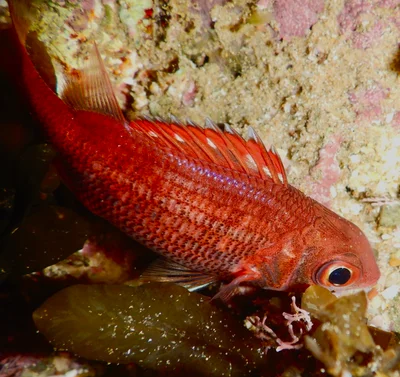 Sargocentron punctatissimum - Serenity Bay, Emerald Beach, NSW, AU