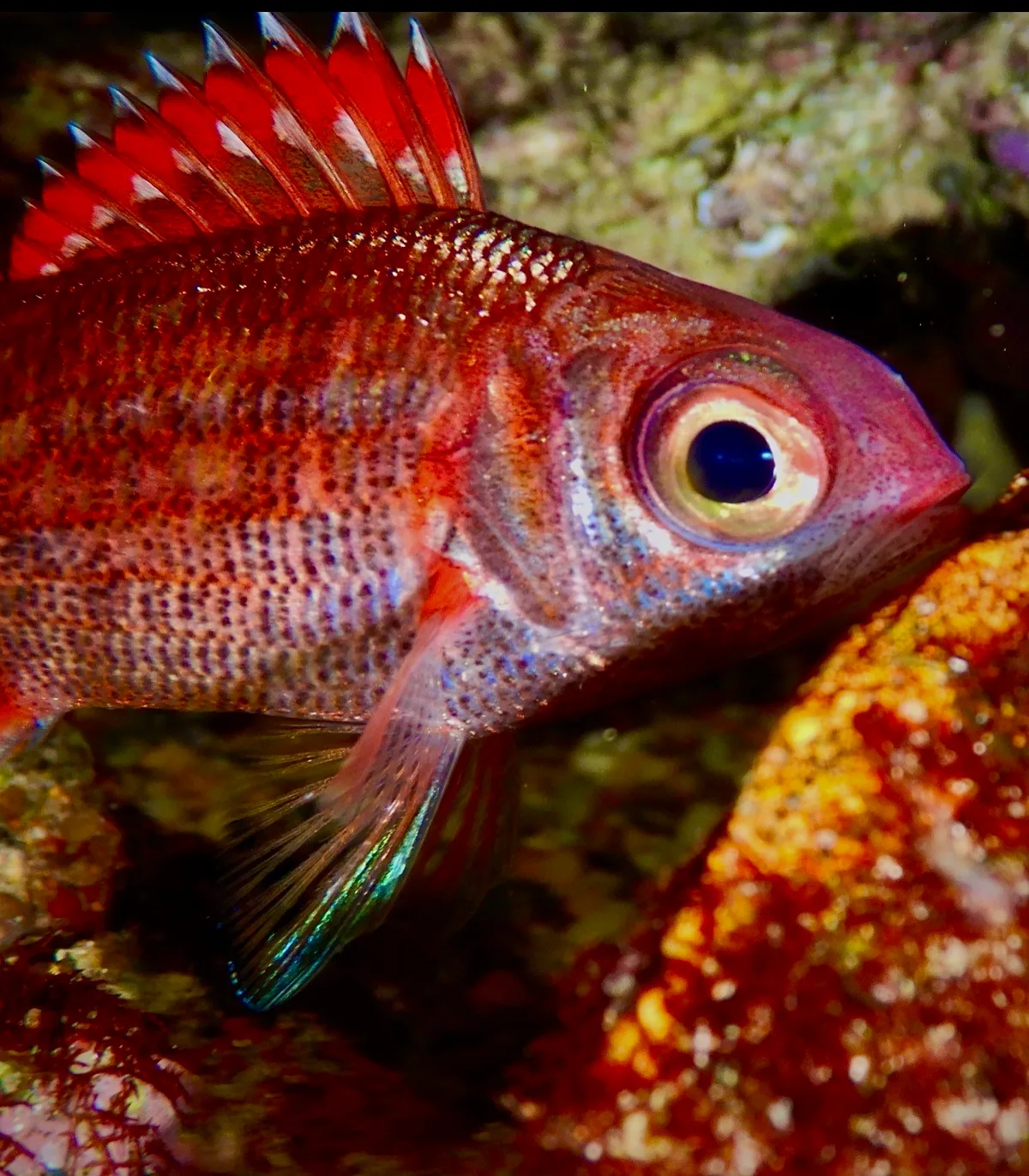 Sargocentron punctatissimum - Serenity Bay, Emerald Beach, NSW, AU
