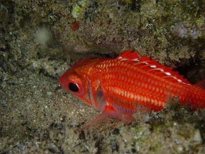 Sargocentron punctatissimum - North Shore, Waialua, HI, USA