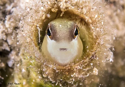Peters’ Blenny