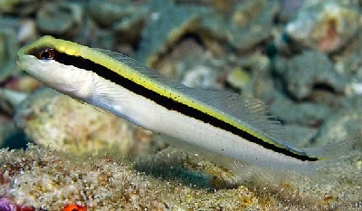 Peters’ Blenny