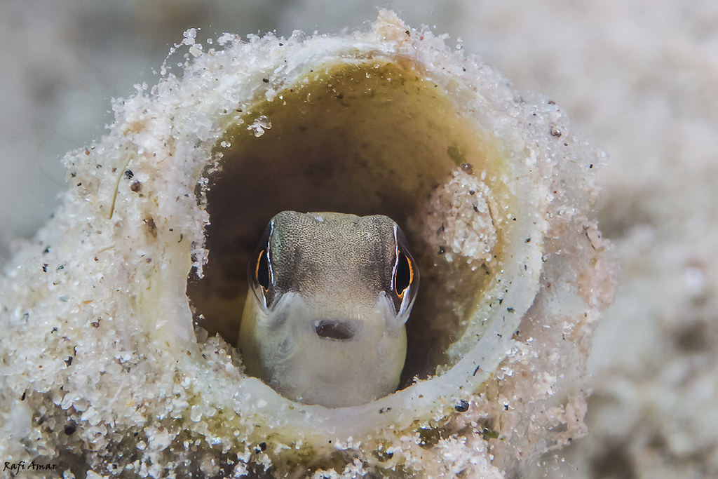 Blenny - Enchelyurus petersi