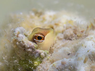 Blenny - Enchelyurus petersi
