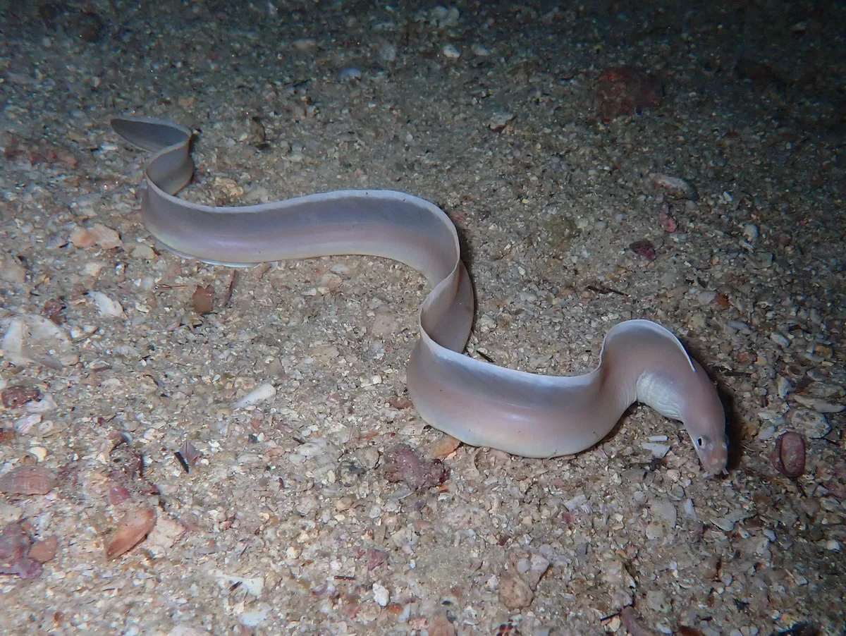 Phantom (Ghost) Moray