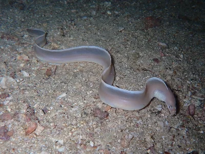 Phantom (Ghost) Moray