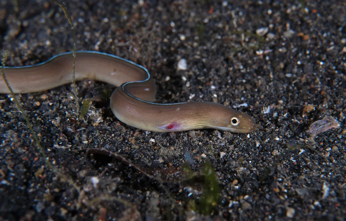 Gymnothorax phasmatodes - Lembeh Strait, Indonesia
