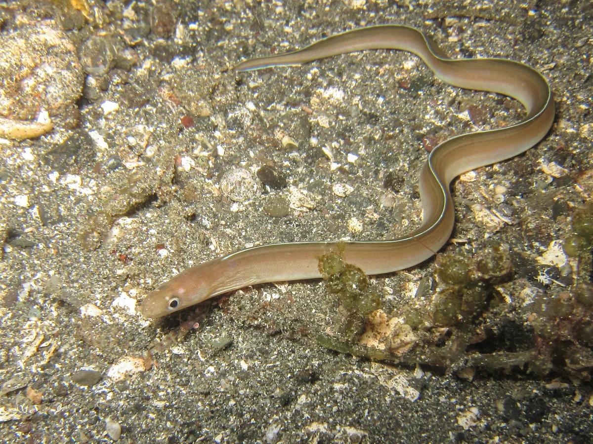 Gymnothorax phasmatodes - Batanta, Indonesia